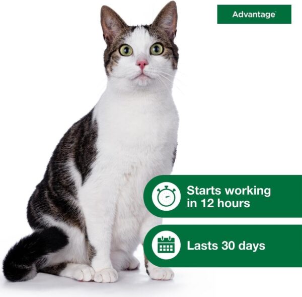 Advantage Topical Cat Flea Treatment and Prevention for Large Cats 9 lbs.+ | 2 Month Supply - Image 7