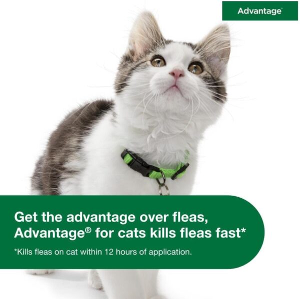 Advantage Topical Cat Flea Treatment and Prevention for Large Cats 9 lbs.+ | 2 Month Supply - Image 9