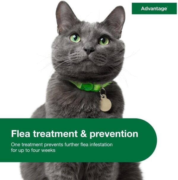 Advantage Topical Cat Flea Treatment and Prevention for Large Cats 9 lbs.+ | 2 Month Supply - Image 5