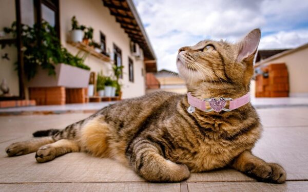 Heart Bling Cat Collar with Safety Belt and Bell Adjustable 8-10 inches for Kitten Cats (Pink) - Image 5