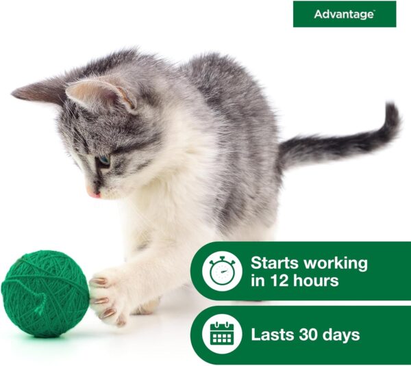 Advantage Topical Cat Flea Treatment and Prevention for Small Cats 2-9 lbs. | 2 Month Supply - Image 7