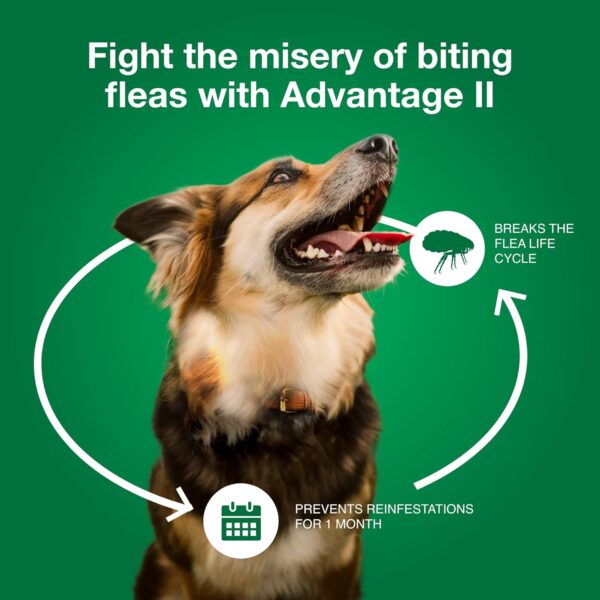 Advantage II Large Dog Vet-Recommended Flea Treatment & Prevention | Dogs 21-55 lbs. | 4-Month Supply - Image 7