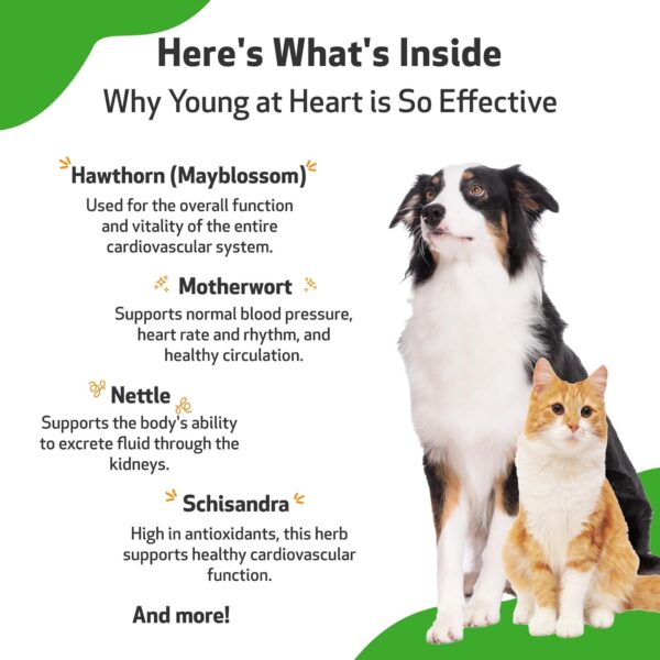 Pet Wellbeing Young at Heart for Dogs & Cats - Vet-Formulated - Supports Cardiovascular (Heart & Circulatory) Health - Natural Herbal Supplement 4 oz (118 ml) - Image 5