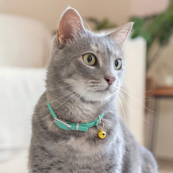 CollarDirect Leather Cat Collar with Bell - Kitten Collar, Small and Big Cat Collar for Boy Cats, Girl Cats with Safety Elastic Strap (Neck Fit 8"-11", Mint Green) - Image 6