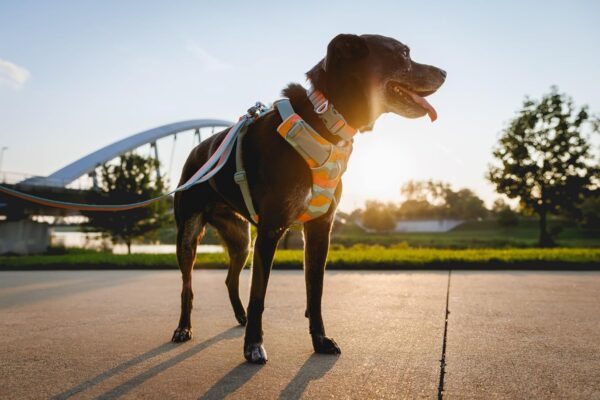 Ruffwear, Front Range Dog Collar, Durable and Comfortable Collar for Everyday Use, Spring Fade, 11"-14" - Image 6