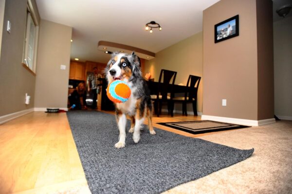 Chuckit Indoor Fetch Ball Dog Toy (4.75 Inch), Orange and Blue - Image 3