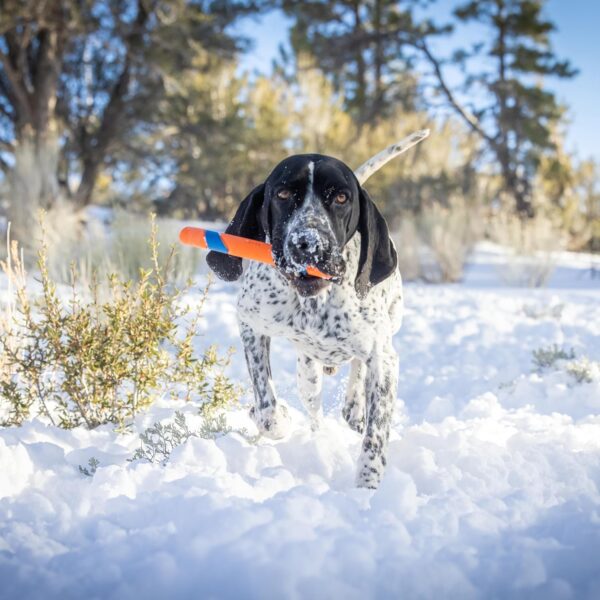 Chuckit Ultra Fetch Stick Outdoor Dog Toy, 12 Inches, for All Breed Sizes - Image 5