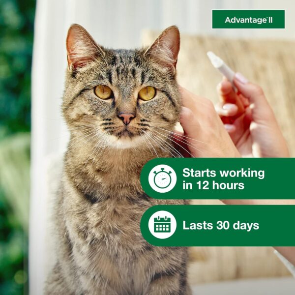 Advantage II Large Cat Vet-Recommended Flea Treatment & Prevention | Cats Over 9 lbs. | 2-Month Supply - Image 5