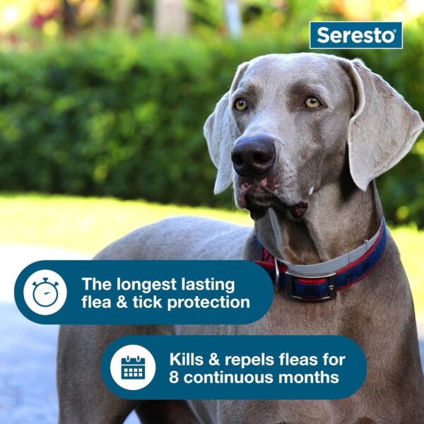 Seresto Large Dog Vet-Recommended Flea & Tick Treatment & Prevention Collar for Dogs Over 18 lbs. | 8 Months Protection - Image 6