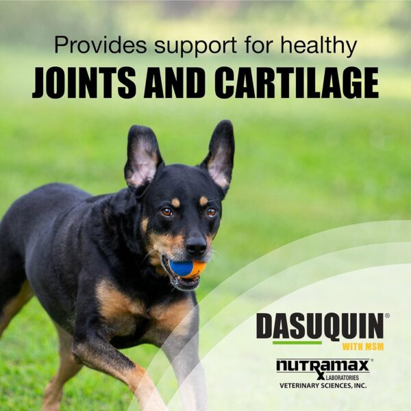 Nutramax Laboratories Dasuquin with MSM Joint Health Supplement for Large Dogs - With Glucosamine, MSM, Chondroitin, ASU, Boswellia Serrata Extract, and Green Tea Extract, 84 Soft Chews - Image 3