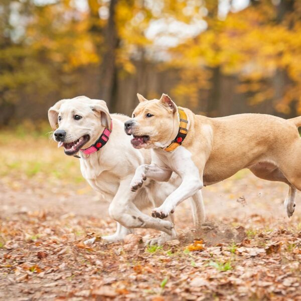 2 Pack Reflective Dog Collars for Medium Dogs Girl Boys,Nylon Durable Soft Padded Neoprene Male Female Dog Collars for Small Puppy Extra Large Dogs with Quick Release Safety Buckle,Pink,Blue,M - Image 8