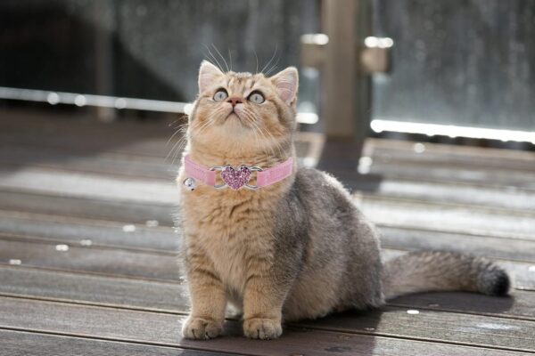 Heart Bling Cat Collar with Safety Belt and Bell Adjustable 8-10 inches for Kitten Cats (Pink) - Image 6