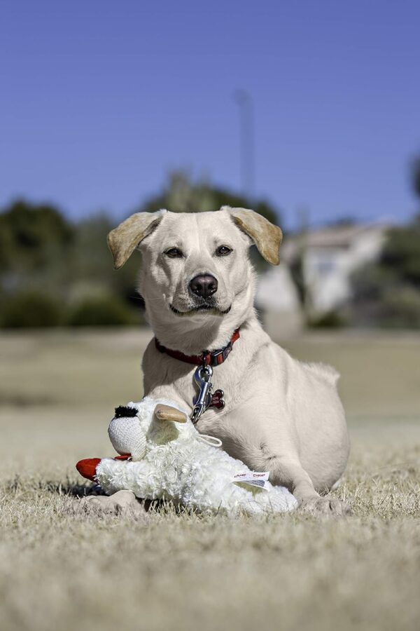 Multipet Plush Dog Toy, Lambchop, 10" Regular, White, Large - Image 5