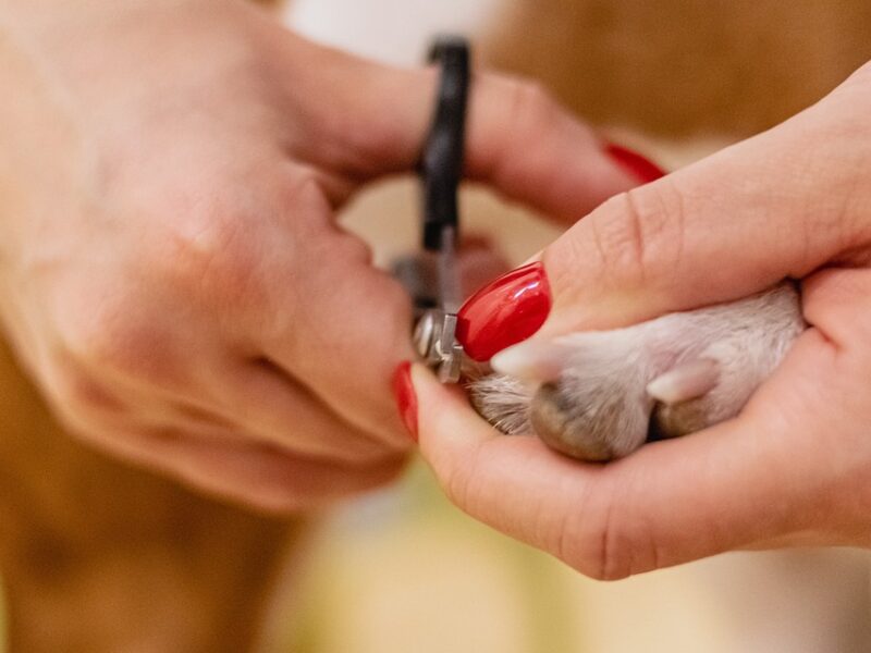 "The Dos and Don’ts of Pet Care: Tips from Veterinarians"