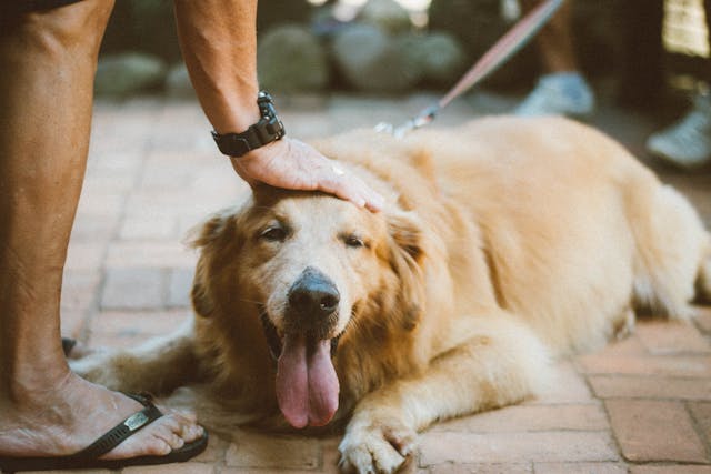 Essential Dog Care Tips for a Happy and Healthy Pet