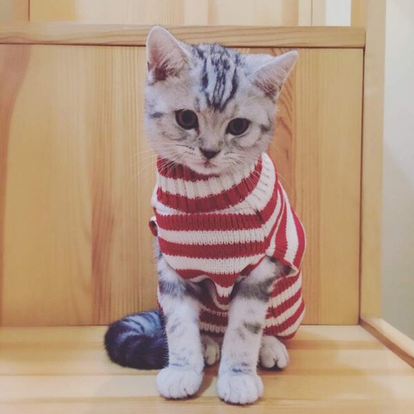 Cat Sweater Christmas Santa Claus Pet Cat Winter Knitwear Warm Clothes X-Small - Image 5