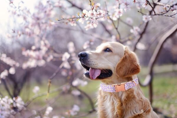 Lionet Paws Dog Collar, Comfortable Adjustable Cute Collar with Metal Buckle for Male Female Dogs Gift, Purple Daisy, Small, Neck 10-16 inches - Image 2