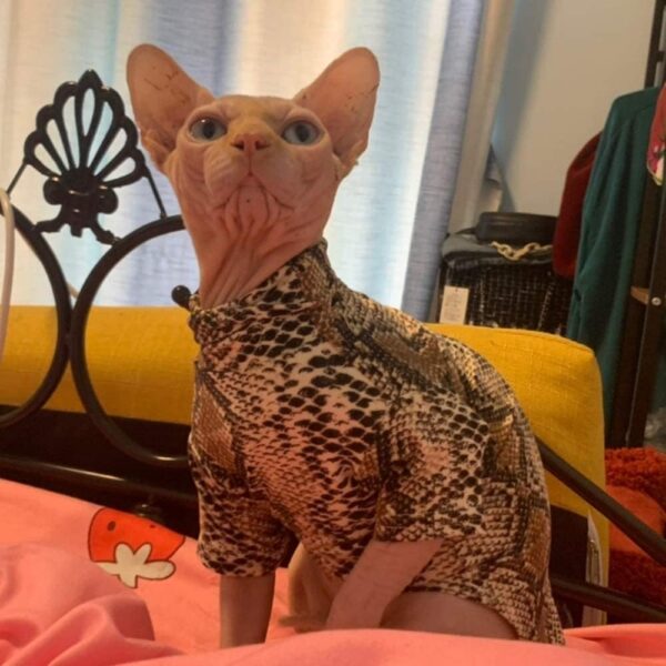 Limited Edition Cool Sphynx Hairless Cat Summer Snake Skin pattern Cotton T-Shirts Pet Clothes, Round collar vest Kitten Shirts sleeveless, Cats & Small Dogs Apparel (XXL (11-13 lbs), Black) - Image 6