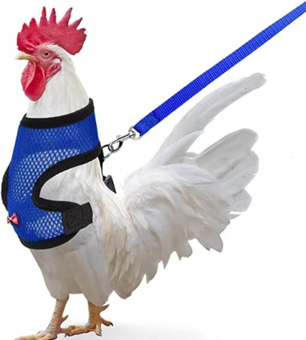 Chicken Harness (Medium, Blue) with Leash, Breathable, Adjustable, Comfortable for Chickens, Ducks, Geese, and Small Pets