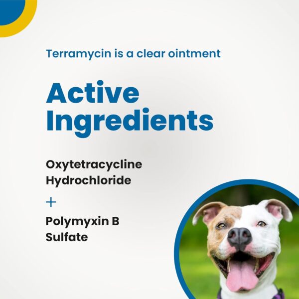 Terramycin Antibiotic Ointment for Eye Infection Treatment in Dogs, Cats, Cattle, Horses, and Sheep, 0.125oz Tube - Image 4