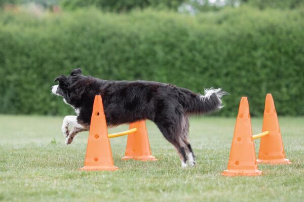 TRIXIE Dog Agility Hurdle Cone Set, Portable Canine Agility Training Set, 6 Exercise Cones with 3 Agility Rods - Image 3