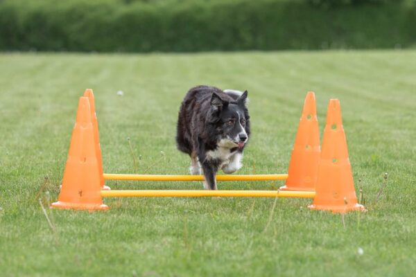 TRIXIE Dog Agility Hurdle Cone Set, Portable Canine Agility Training Set, 6 Exercise Cones with 3 Agility Rods - Image 5