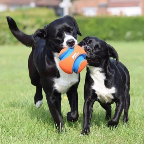 Chuckit Kick Fetch Ball Dog Toy, Large (8 Inch) - Image 8