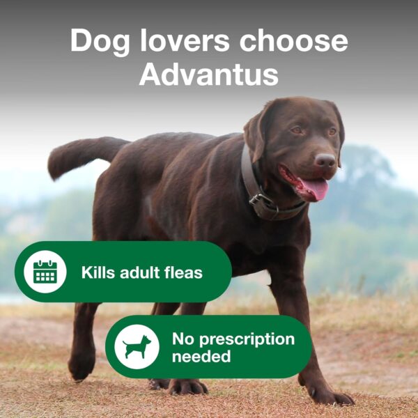 Dog Advantus Chewable Flea Treatment for Dogs 23 - 110 lbs. | 7 ct. - Image 4