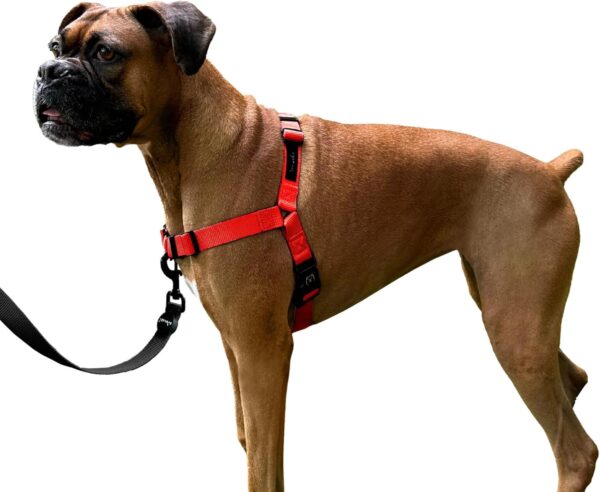 ShawnCo Dream Walk No-Pull Dog Harness- Adjustable, Comfortable, Easy to Use Pet Halter to Help Stop Pulling for Small, Medium and Large Dogs (Mustang Red, M)