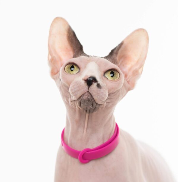 Comfortable, Soft and Light Cat Collar with Breakaway Snap Button (Raspberry Pink) - Image 4