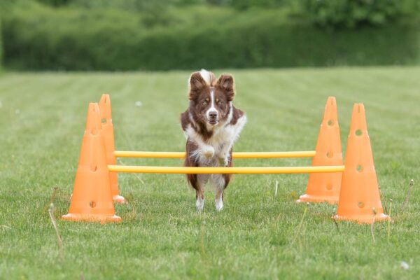 TRIXIE Dog Agility Hurdle Cone Set, Portable Canine Agility Training Set, 6 Exercise Cones with 3 Agility Rods - Image 7