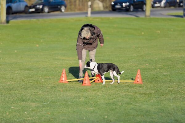 TRIXIE Dog Agility Hurdle Cone Set, Portable Canine Agility Training Set, 6 Exercise Cones with 3 Agility Rods - Image 8