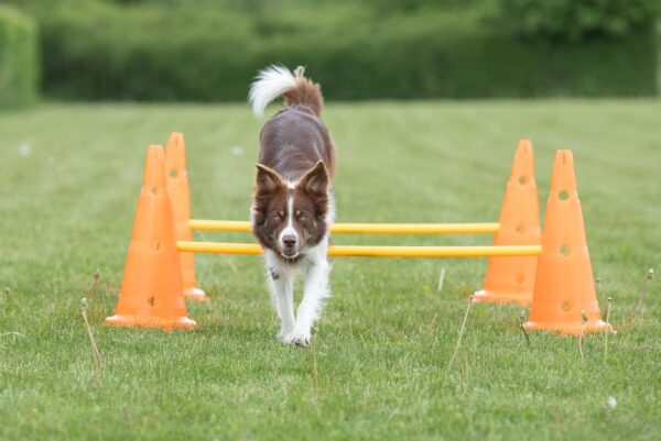 TRIXIE Dog Agility Hurdle Cone Set, Portable Canine Agility Training Set, 6 Exercise Cones with 3 Agility Rods - Image 6