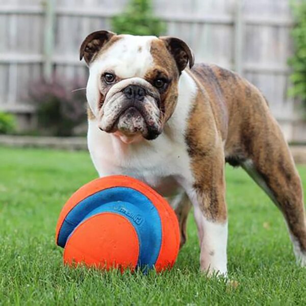 Chuckit Kick Fetch Ball Dog Toy, Large (8 Inch) - Image 9