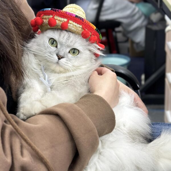 Sombrero Cat Hat for Cats Mexican Fiesta, Mini Mexican Sombrero Hat for Cinco de Mayo Party Supplies Funny Mexican Style Hat Headwear for Small Pet Puppy Cat Costume Cute Sombrero for Cats - Image 3