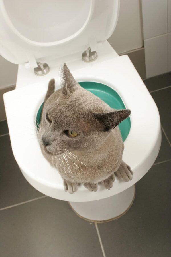 Cat Toilet Training System By Litter Kwitter - Teach Your Cat to Use the Toilet - With Instructional DVD - Image 4