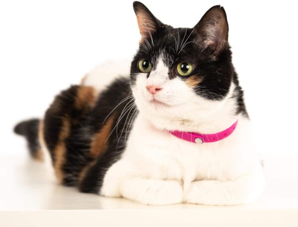 Comfortable, Soft and Light Cat Collar with Breakaway Snap Button (Raspberry Pink) - Image 5