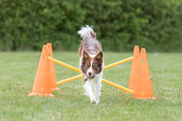 TRIXIE Dog Agility Hurdle Cone Set, Portable Canine Agility Training Set, 6 Exercise Cones with 3 Agility Rods - Image 2