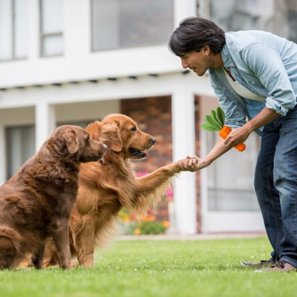 MewaJump Dog Squeaky Chew Toys for Aggressive Chewers, Rubber Carrot Dog Toys for Training and Cleaning, Interactive Tough Dog Toy for Medium Dogs - Image 6