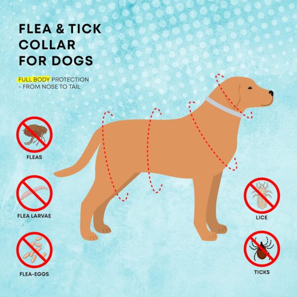 Dog Flea Tick Prevention Collar: Effective Flea Collar and Prevention for Dogs - Safe Dog Ticks Fleas Collars - Reliable Tick Flea Collars for Dogs - 24 Month Protection 4-Pack - Image 3