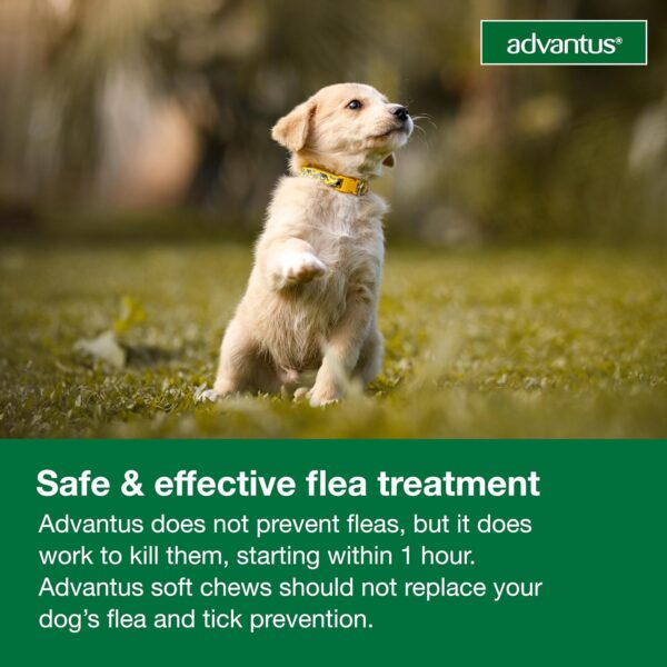 Dog Advantus Chewable Flea Treatment for Dogs 4 - 22 lbs. | 7 ct. - Image 10