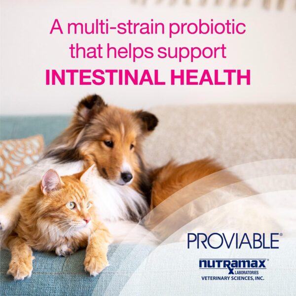 Proviable Digestive Health Supplement Multi-Strain Probiotics and Prebiotics for Cats and Dogs - with 7 Strains of Bacteria, 80 Capsules - Image 3