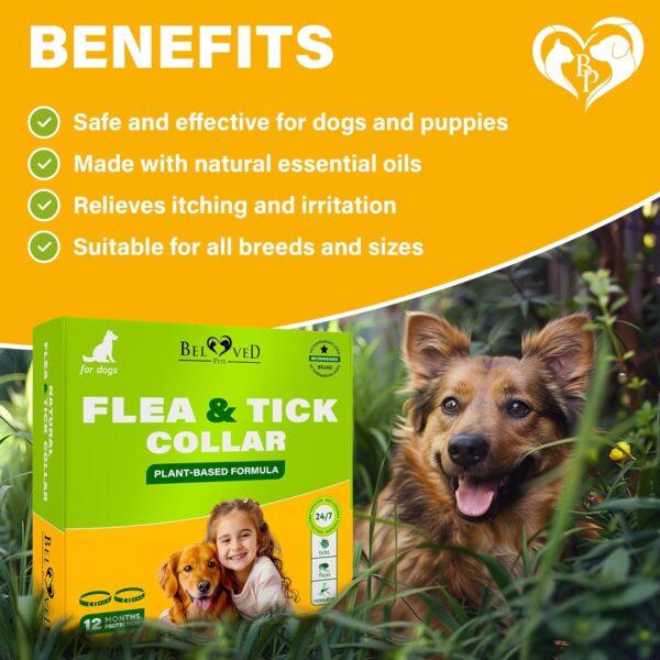 Natural Flea & Tick Collar for Dogs - 6 Months Control of Best Prevention & Safe Treatment - Anti Fleas and Ticks Essential Oil Repellent (1 Pack, 2 Count) - Image 4