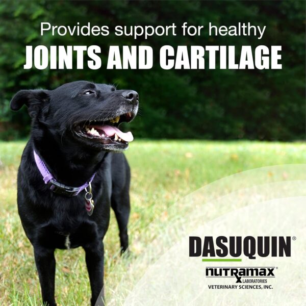 Nutramax Dasuquin Joint Health Supplement for Large Dogs - With Glucosamine, Chondroitin, ASU, Boswellia Serrata Extract, and Green Tea Extract, 84 Soft Chews - Image 3