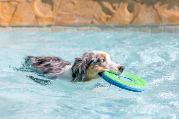 Chuckit Zipflight Flying Disc Dog Toy, Medium (8.5"), Orange And Blue - Image 5