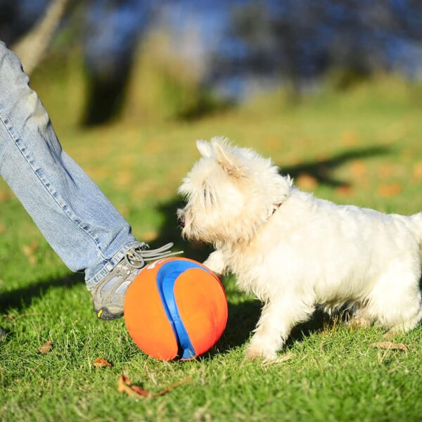 Chuckit Kick Fetch Ball Dog Toy, Large (8 Inch) - Image 6