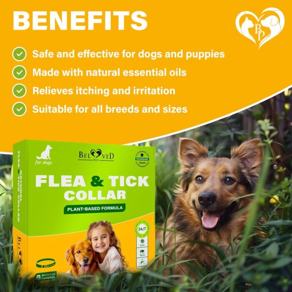 Natural Flea & Tick Collar for Dogs - 6 Months Control of Best Prevention & Safe Treatment - Anti Fleas and Ticks Essential Oil Repellent (1 Count (Pack of 1)) - Image 4