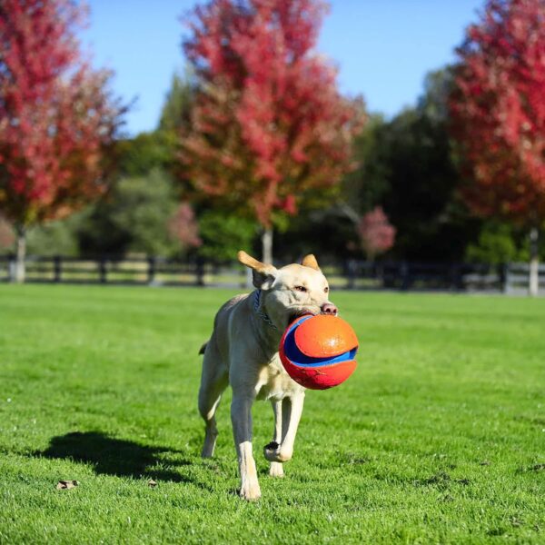 Chuckit Kick Fetch Ball Dog Toy, Large (8 Inch) - Image 12