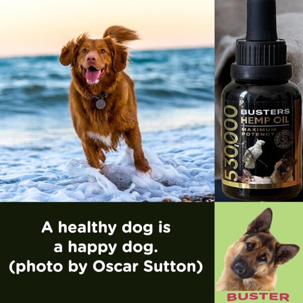 Buster's Organic Hemp Oil 530,000 2-pack 2-month supply for Dogs & Cats - Max Potency - Made in USA - Omega Rich 3, 6 & 9 - Hip & Joint Health, Natural Relief for Pain, Separation Anxiety - Image 2