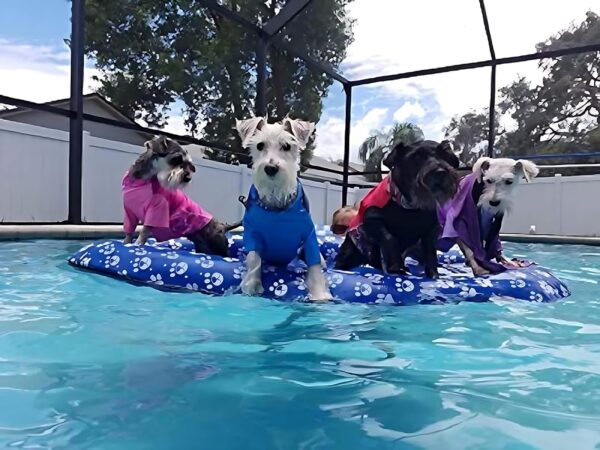 Dog Pool Float Inflatable Dog Floats for Pool Dog Floaties Swimming Pool Floats for Small Medium Large Dog Puncture Proof - Image 4